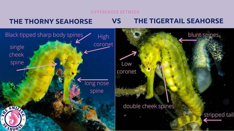 Thorny seahorse VS Tigertail