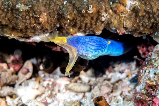 males ribbon eel blue and yellow