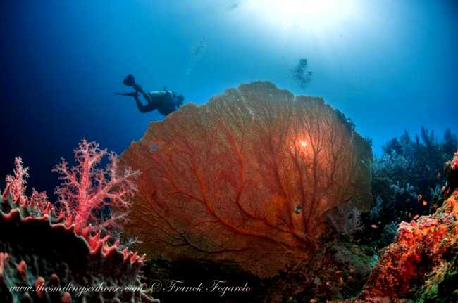 Beautiful coral in Similan marine national park