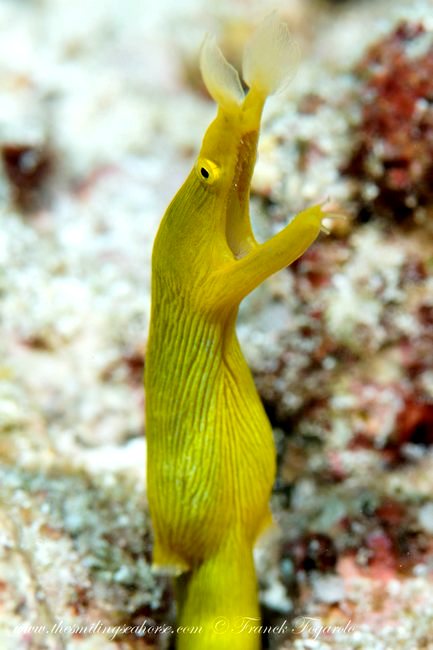  Female Yellow Ribbon Eel