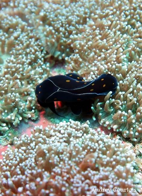 Black nudibranch