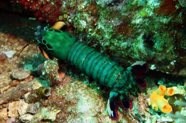 Colorful Mantis shrimp
