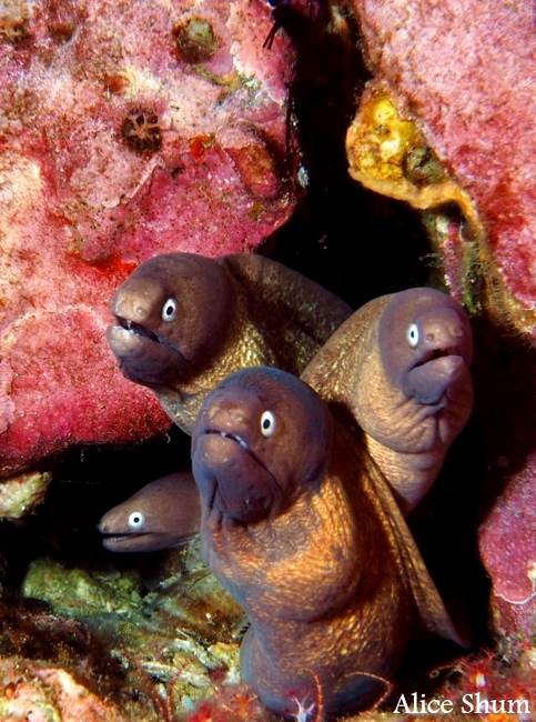 Moray eels like a gorgone