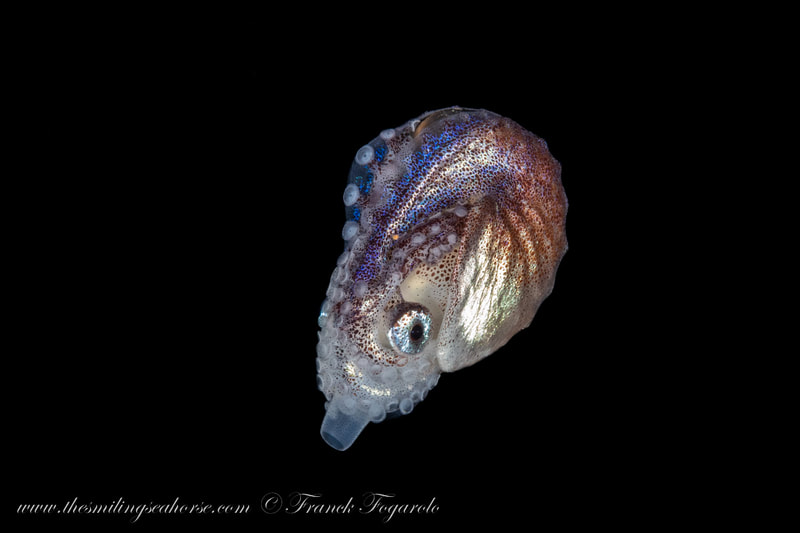 Wonderful baby nautilus