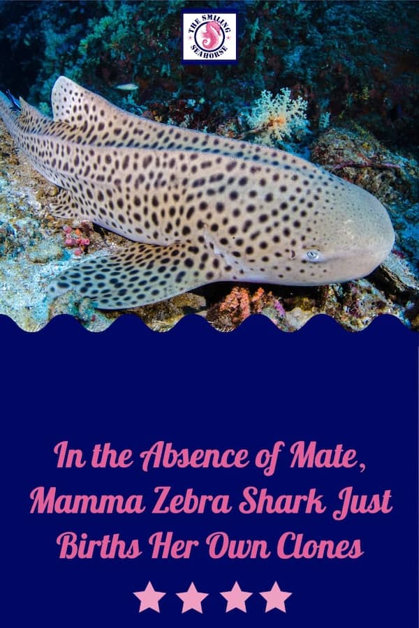 Zebra shark blogpost