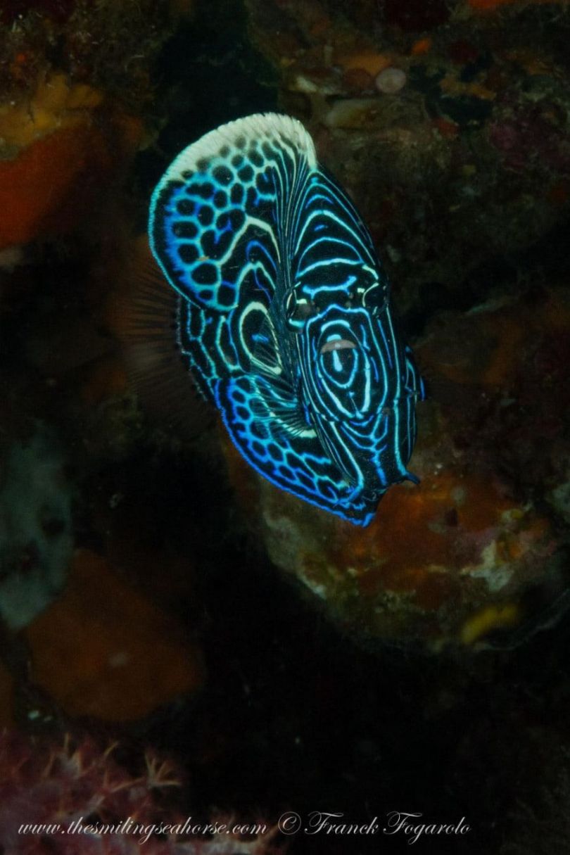 Juvenile angelfish