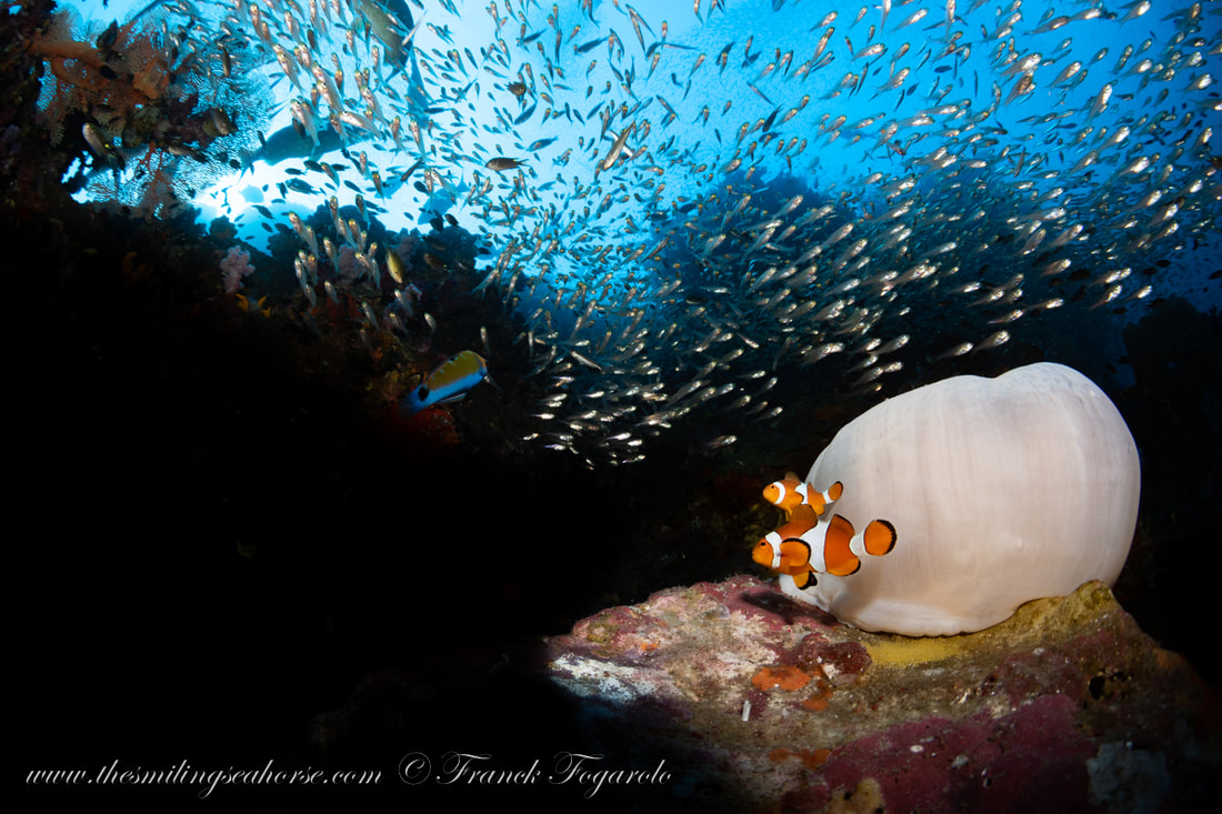 Clownfish near their anemone