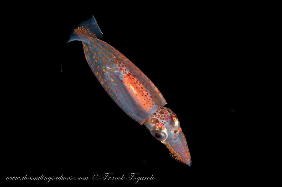 Squid, blakcwater dive
