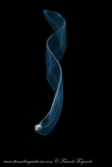 blackwater ribbon eel larvae juvenile