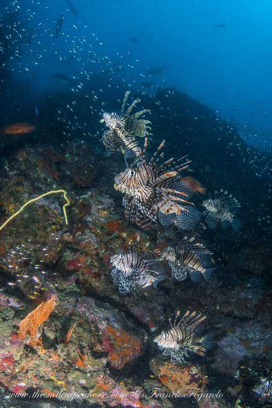 so many lion fish in one spot