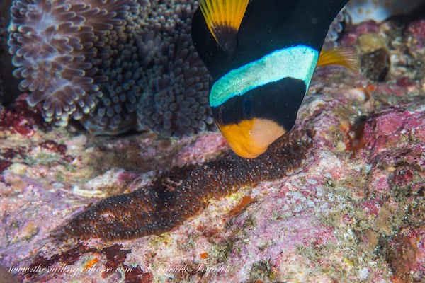 clark's anemonefish mama tending to her offsprings