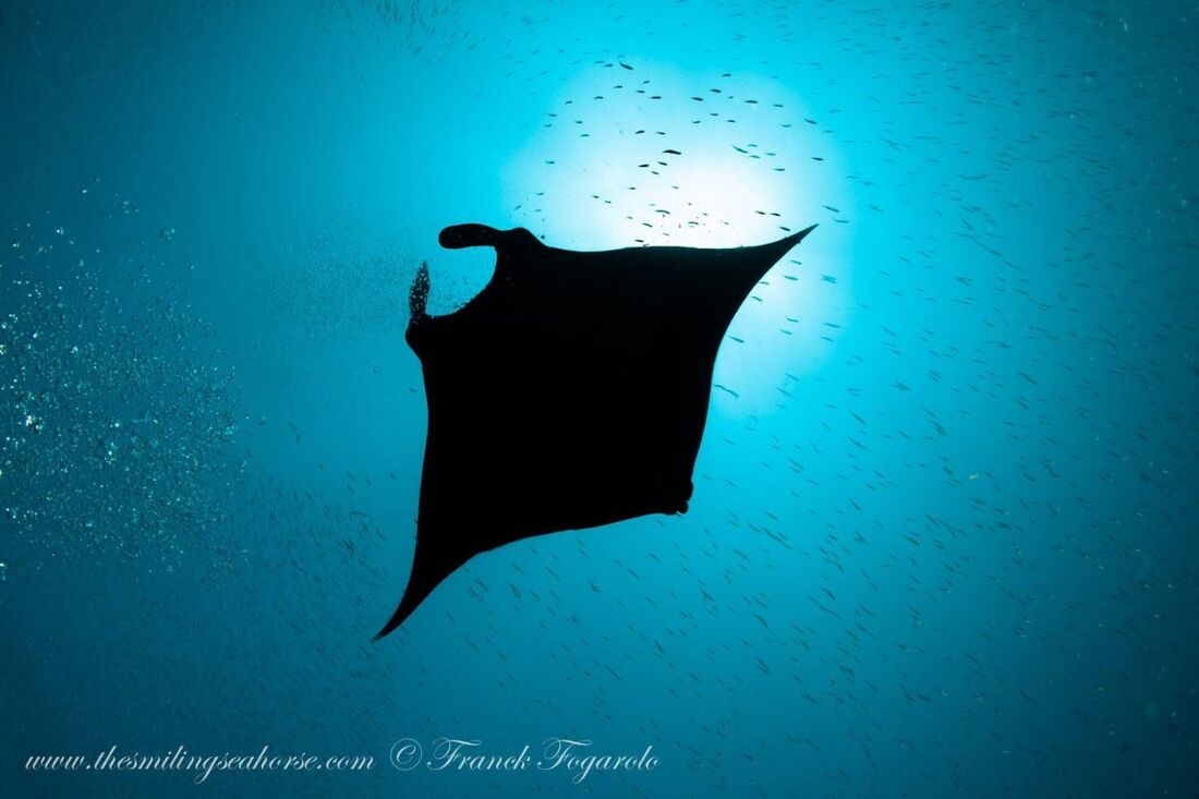 our first manta ray of the season
