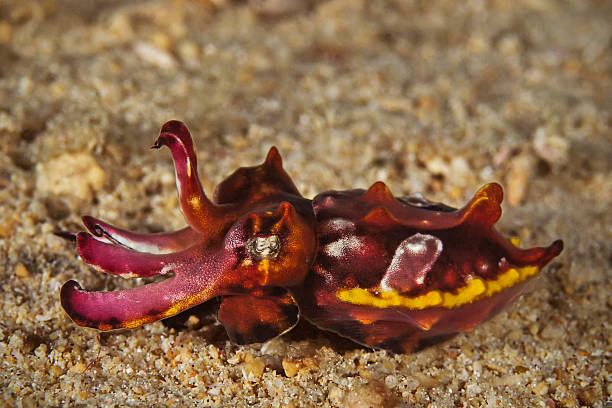 Flamboyant cuttlefish (Metasepia Pfefferi)