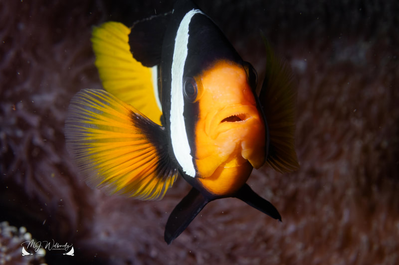 Clownfish portrait