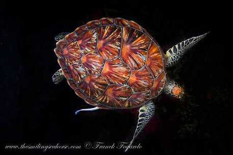 Sea Turtle in surin islands