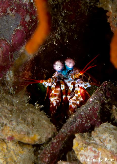 Manti shrimp with it's crazy eyes!