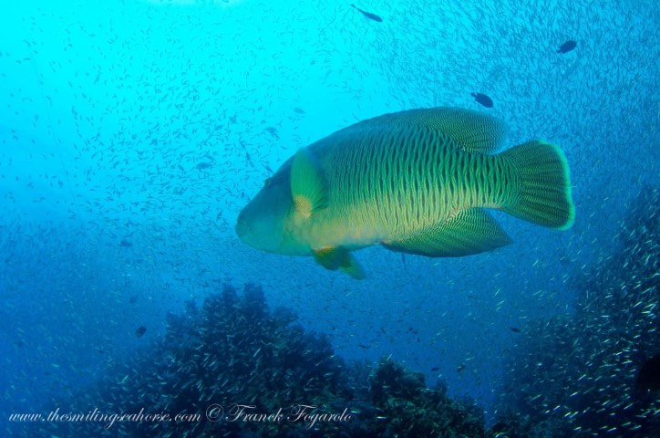 Male Napoléon fish