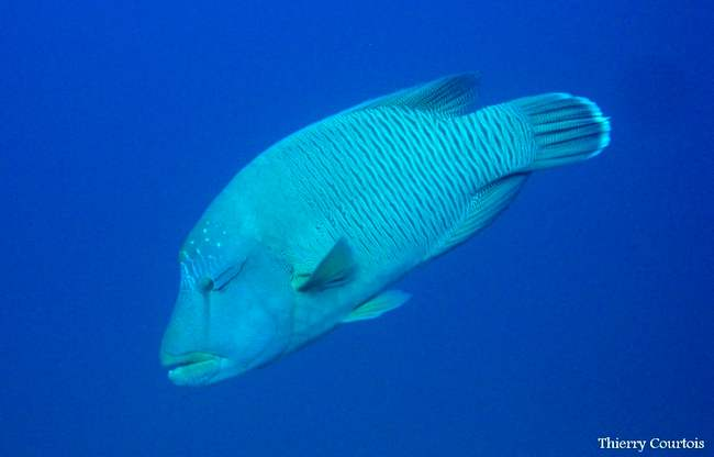 During its development, the giant wrasse will change sex.