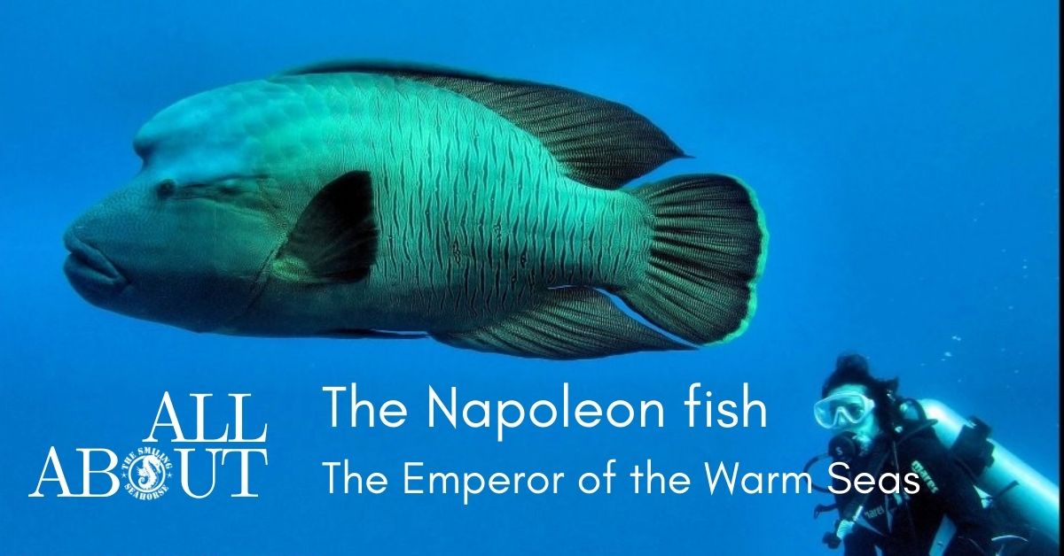 Napoleon, the emperor of warm seas