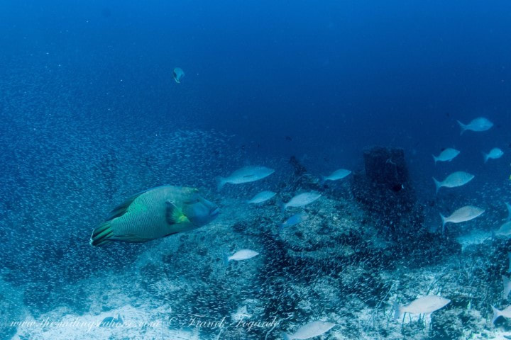 The humpback wrasse diet: defender of the coral reef...