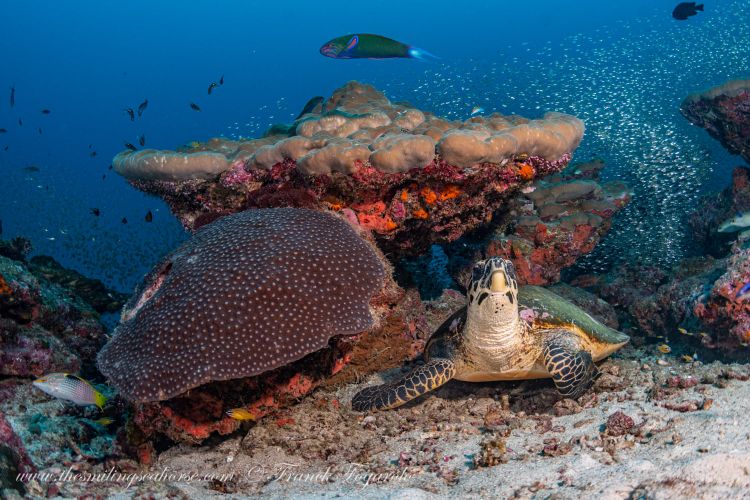 Beautiful green turtle and coral reef
