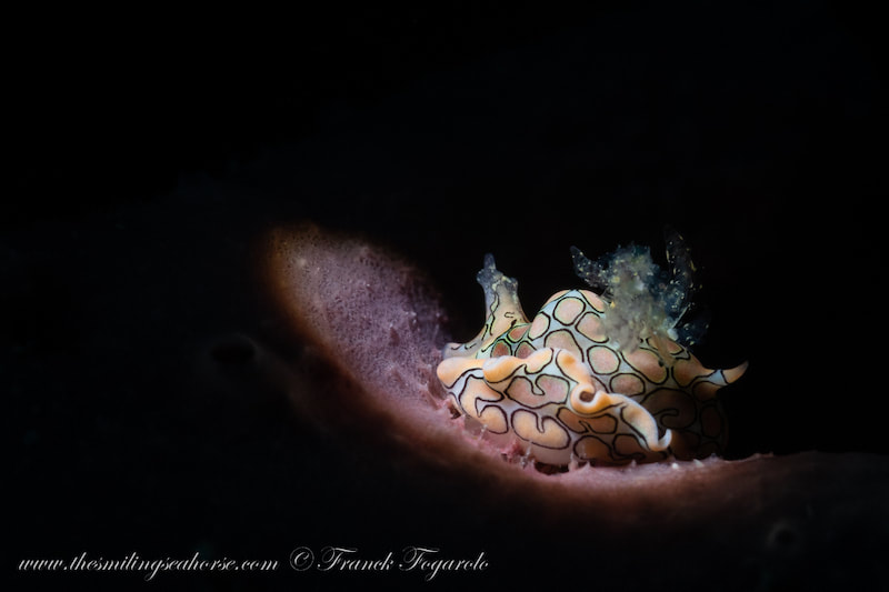nudibranch of thailand