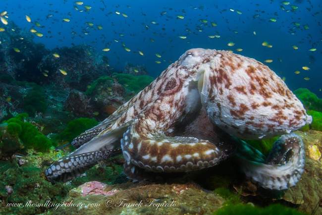 Reef octopus walking on the reef