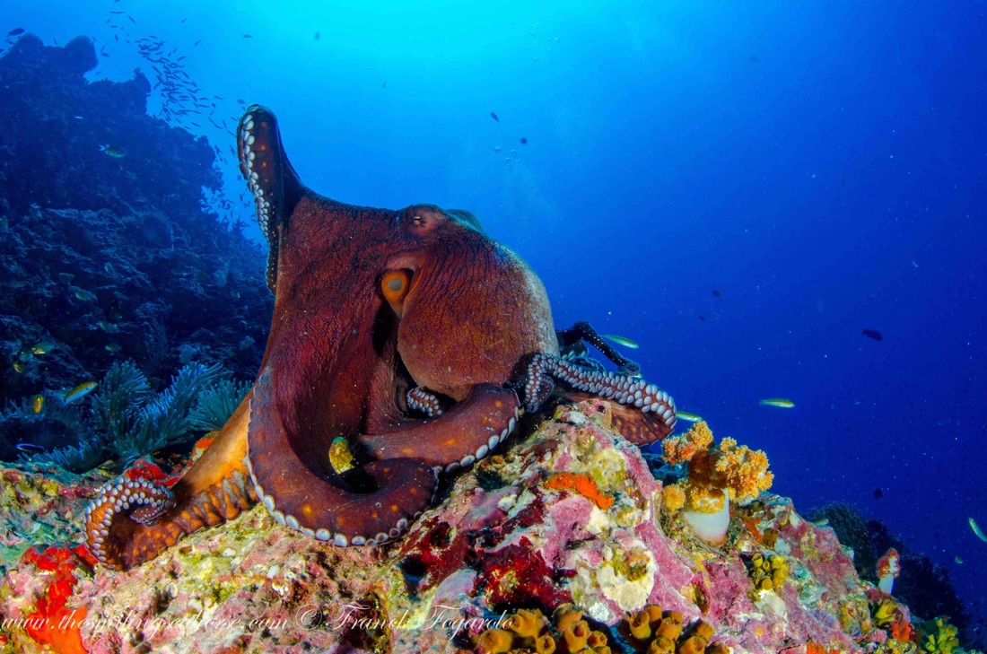 Reef octopus, (Octopus cyanea)
