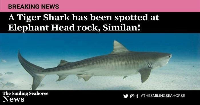 breaking news, a tiger shark spotted in similan islands thailand