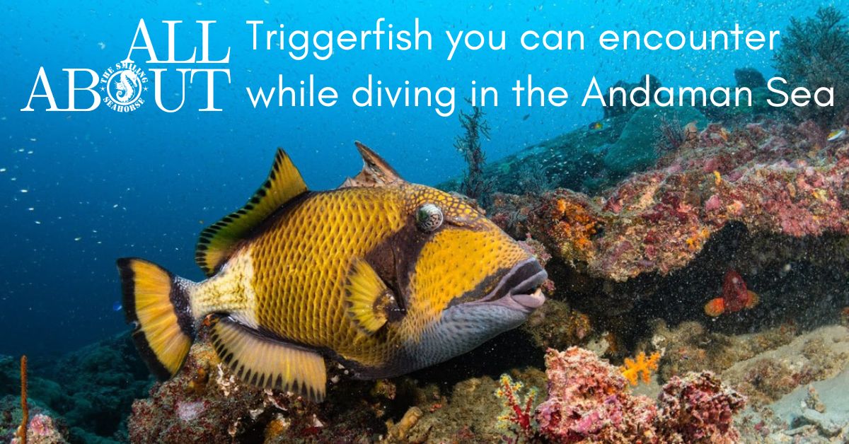 Trigger fish you can encounter while diving in the Andaman Sea