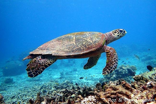 Thai sea turtle