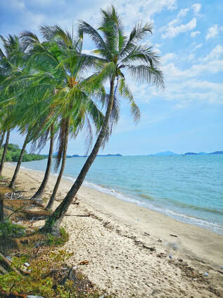 beach thailand palm trees