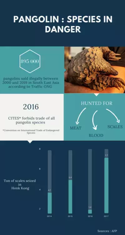 pangolin in danger of extinction infographie