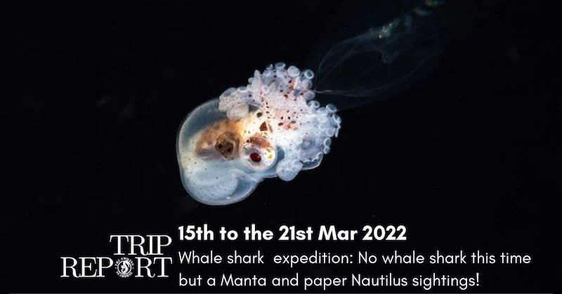 15th March 2022: Whale shark expedition but Manta and paper nautilus sighted!