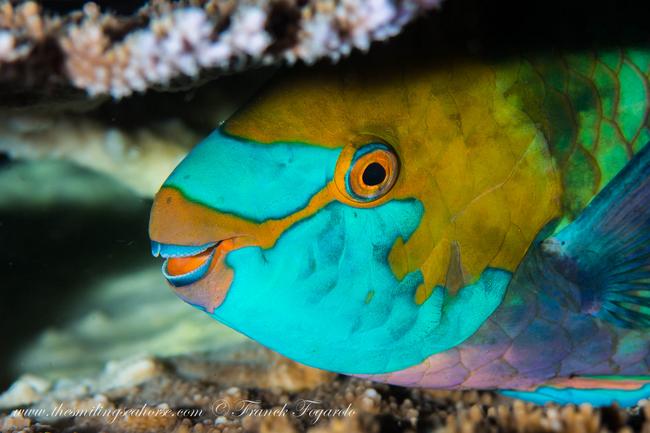 Very photogenic parrot fish...