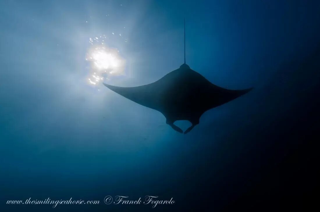 Giant manta in the sunlight