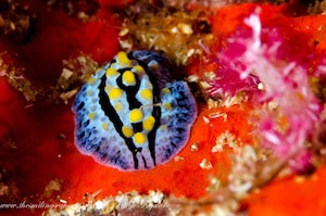 phyllidia coelestis blue with yellow spots and dark blue lines along its back