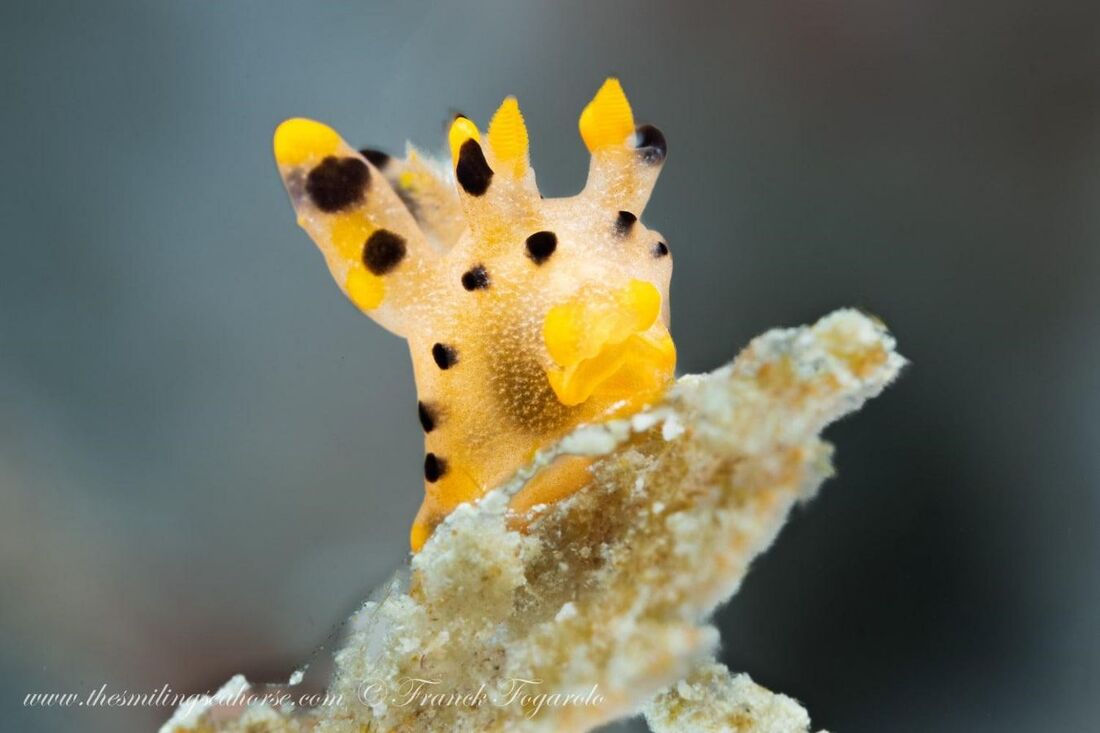 Pikachu nudibranch