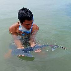 Whale shark pup Rescue