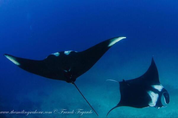 Two manta rays together at Black Rock 
