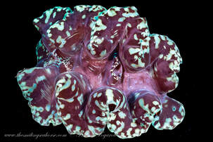 prettiest Nudibranch in Thailand