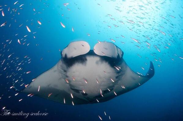 photography of a manta ray 