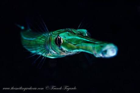 A curious pipefish...
