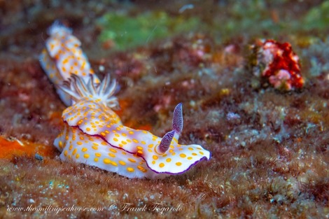 andaman sea nudibranch