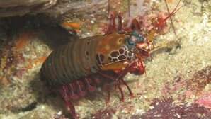 mantis shrimp surin islands