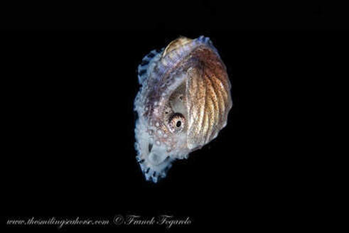 Nautilus are also living the pelagic life and seldom ever seen on the reef