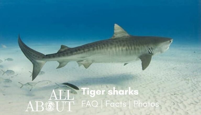 Tiger shark the ultimate FAQ