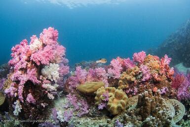 colorful soft corals in Koh Lipe