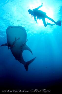 Whale shark and diver...