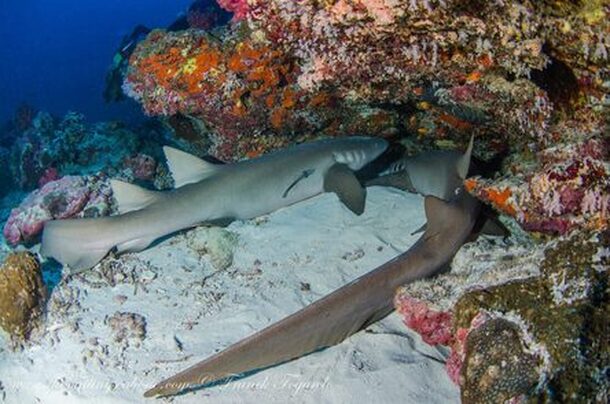 Nurse sharks under a coral head in Myanmar's most remote dive sites
